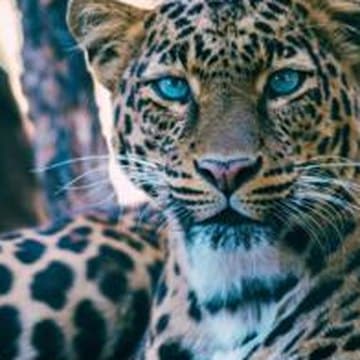 A leopard resting in a South African game reserve